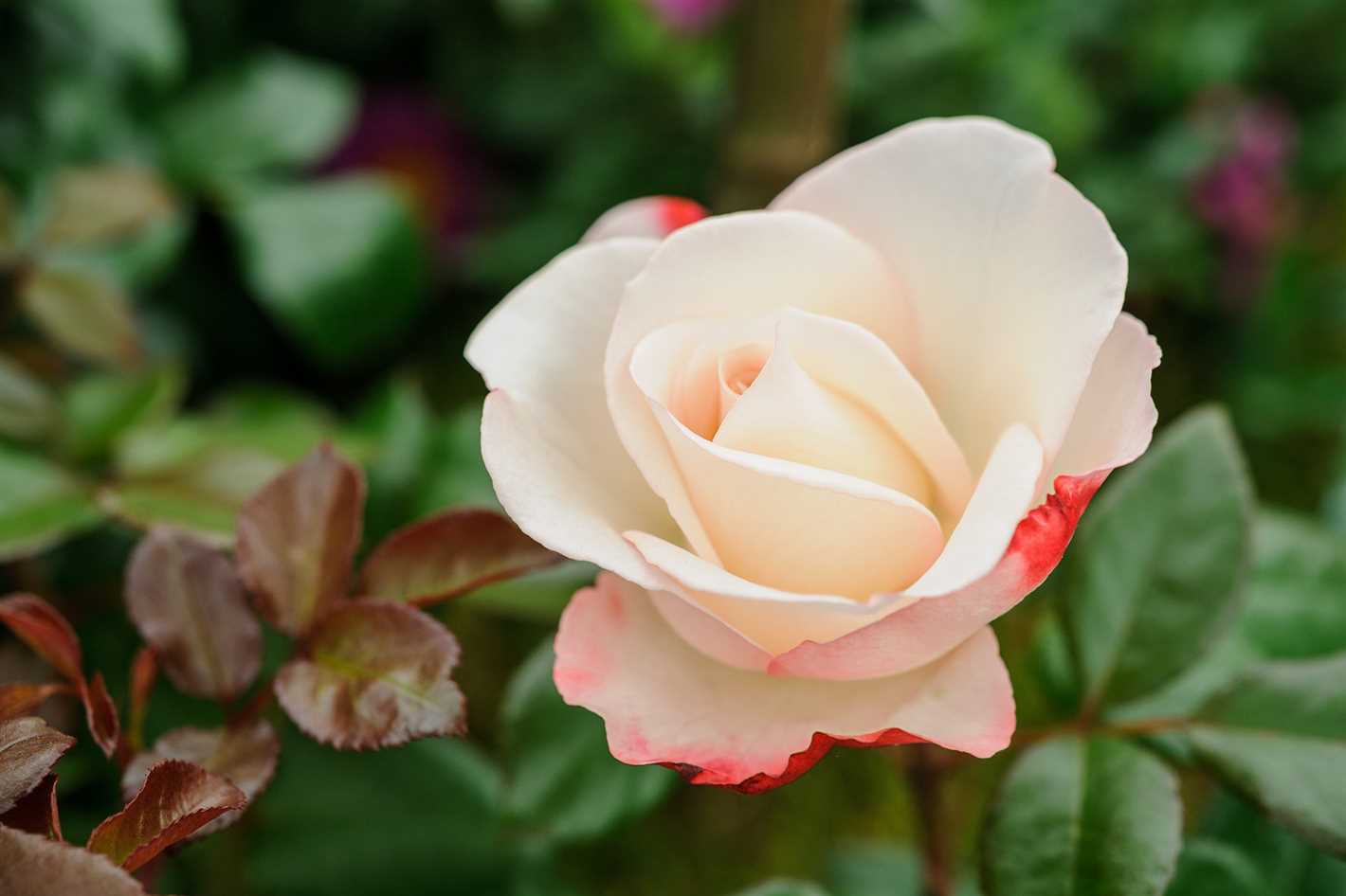 features of growing tea hybrid roses