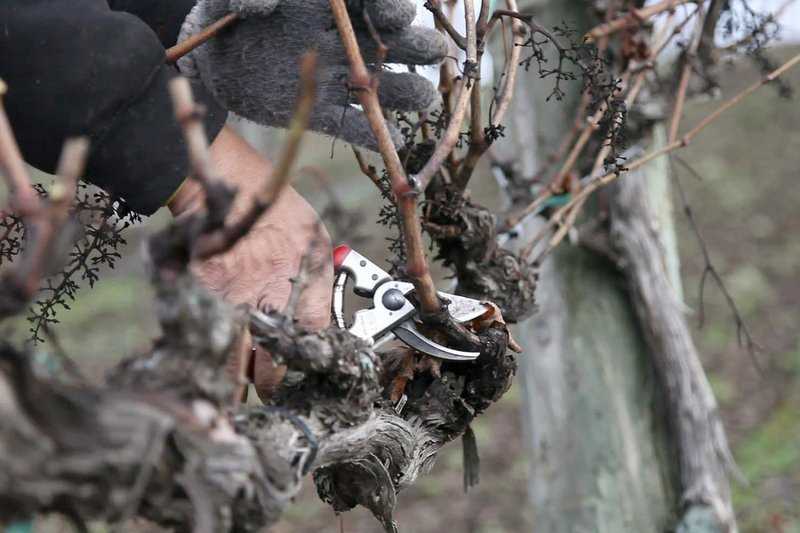 features of pruning a two armed bush of grapes wpmom8ka
