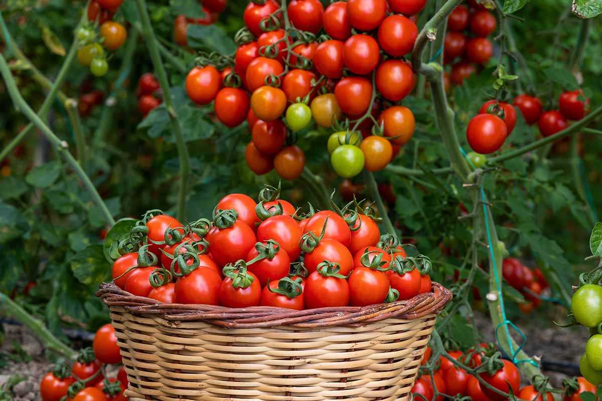 5. Planting Heat-Tolerant Varieties