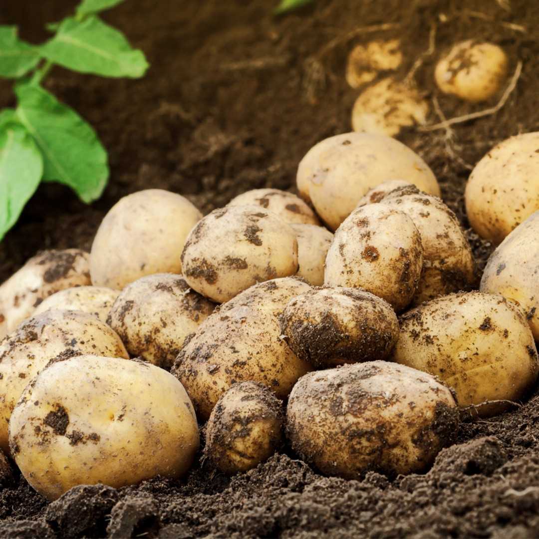 Understanding the Role of Potassium in Potato Growth