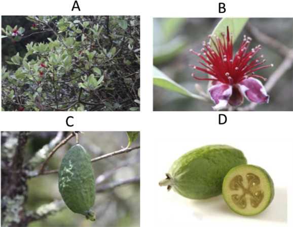 6. Pruning Young Trees