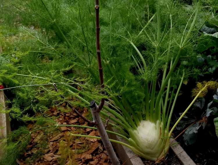 Properties of Fennel