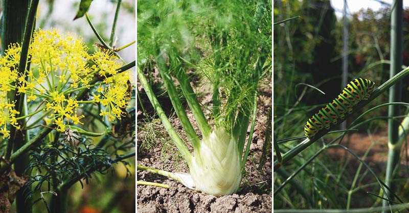 2. Fennel seeds