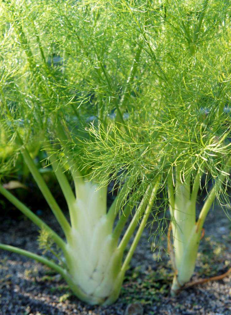 Growing Fennel in the Vegetable Garden