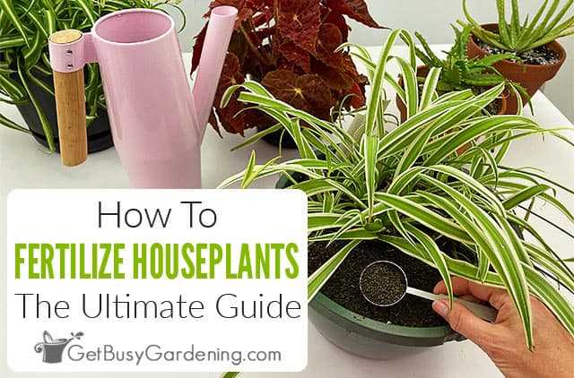 When and How Often to Fertilise Indoor Plants