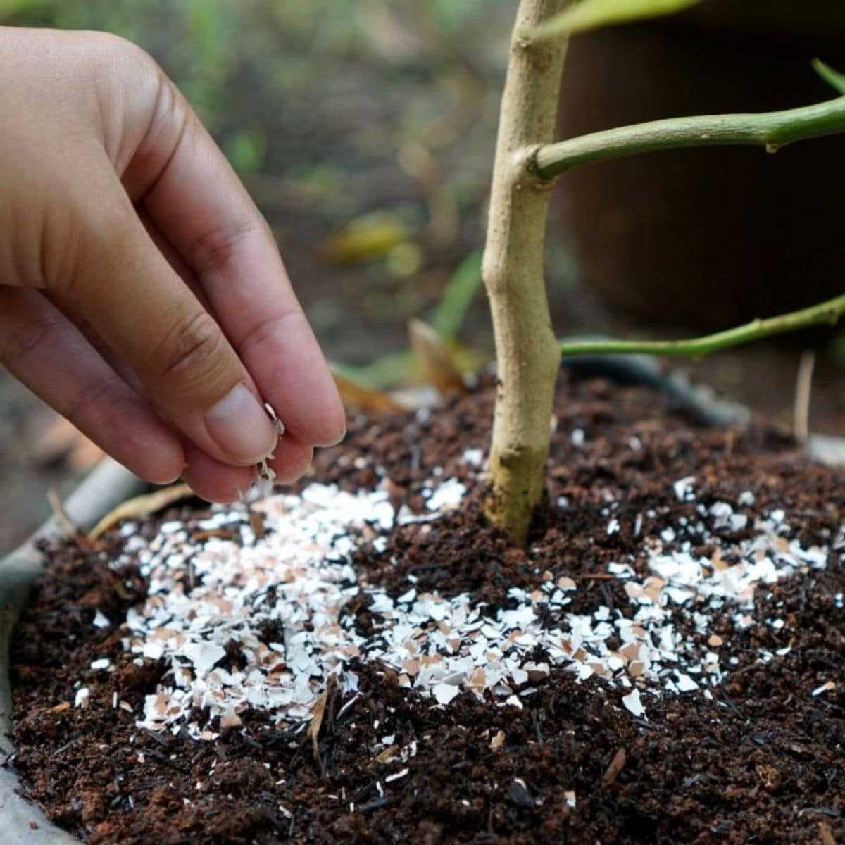 2. Enhanced Root Development