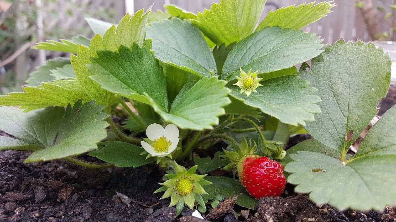 Best practices for fertilising strawberries