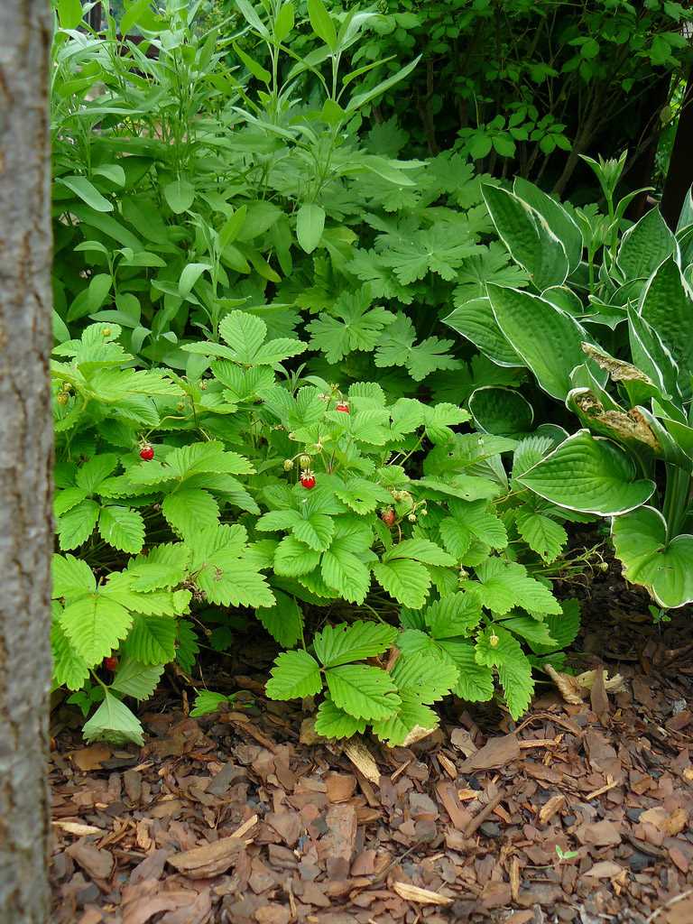 Important Nutrients for Strawberries Before Flowering