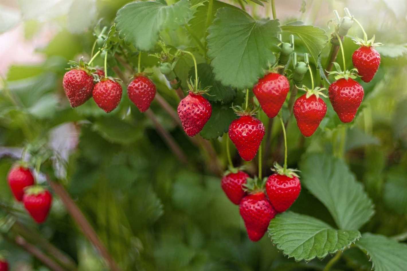 Root Application Techniques for Strawberry Plants