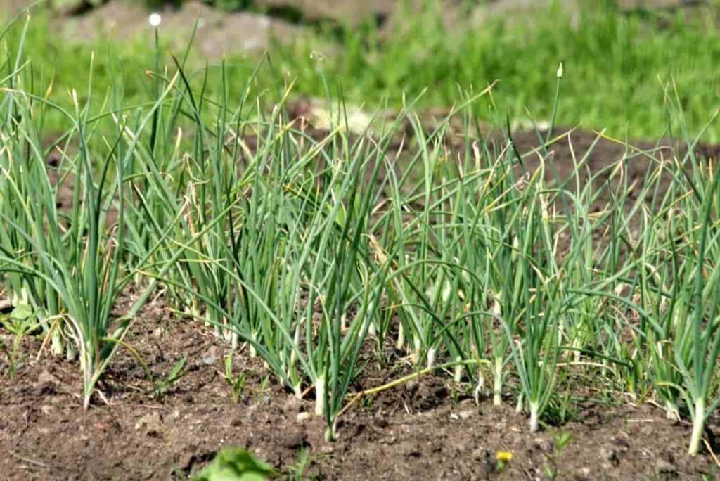 Nutrient deficiencies in winter garlic and how to address them