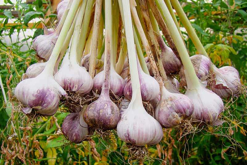 When to fertilise winter garlic