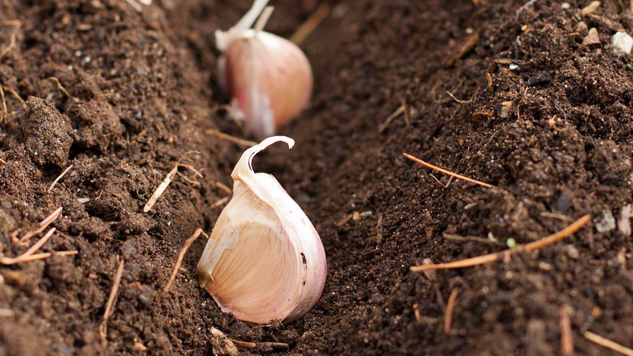 Nutrient Requirements of Winter Garlic