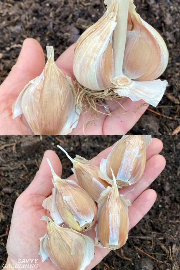 When to Fertilise Winter Garlic