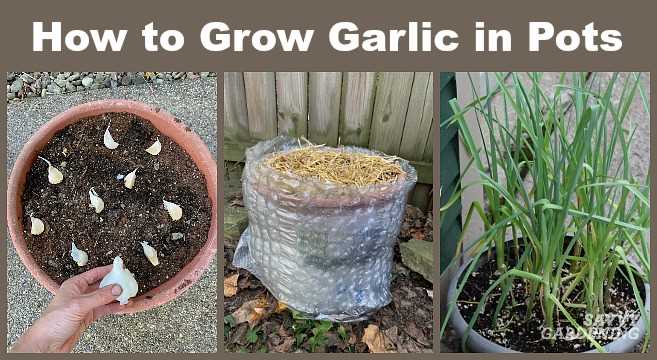 Why Fertilise Winter Garlic?