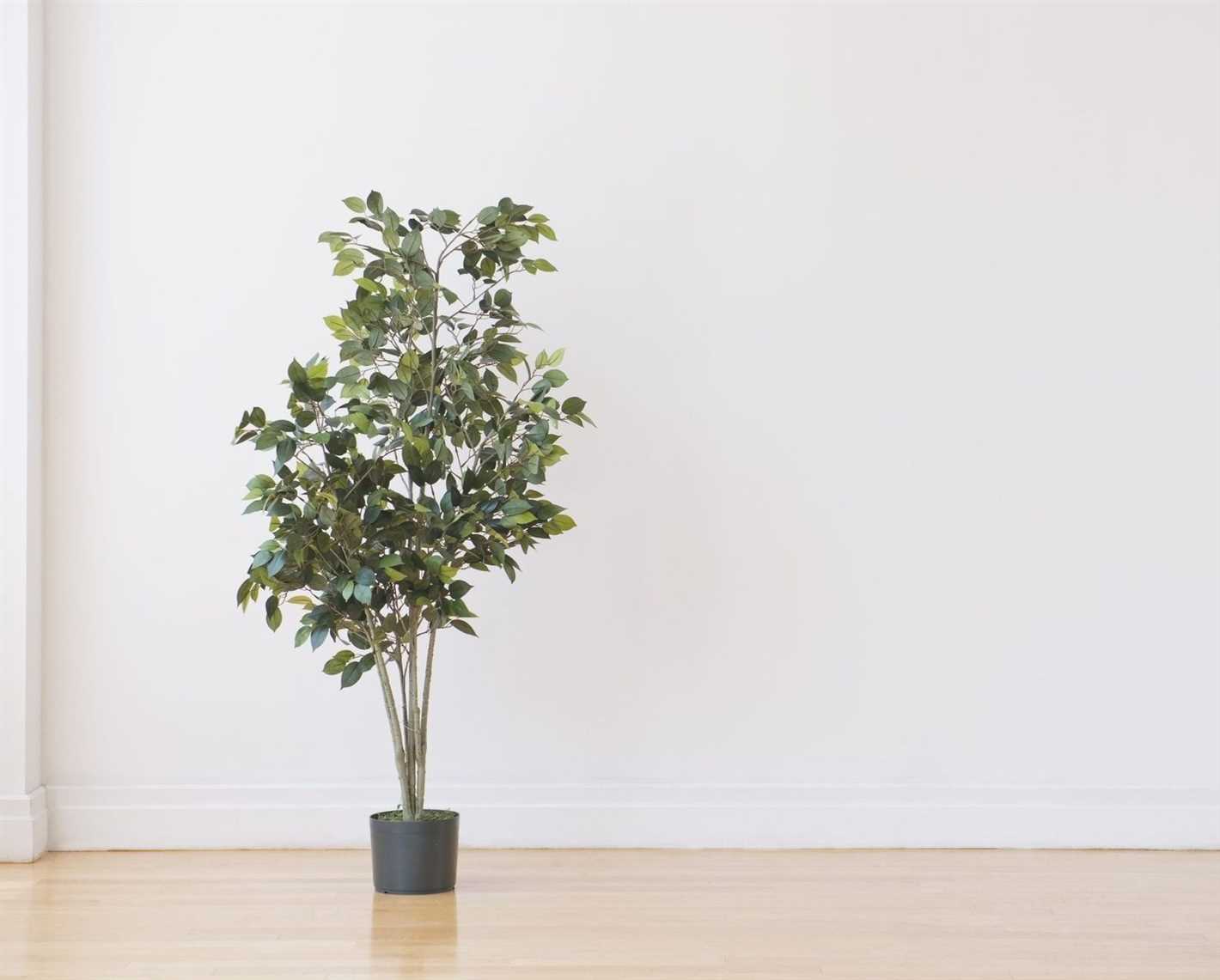 Why Do Ficus Benjamin Leaves Fall Off?