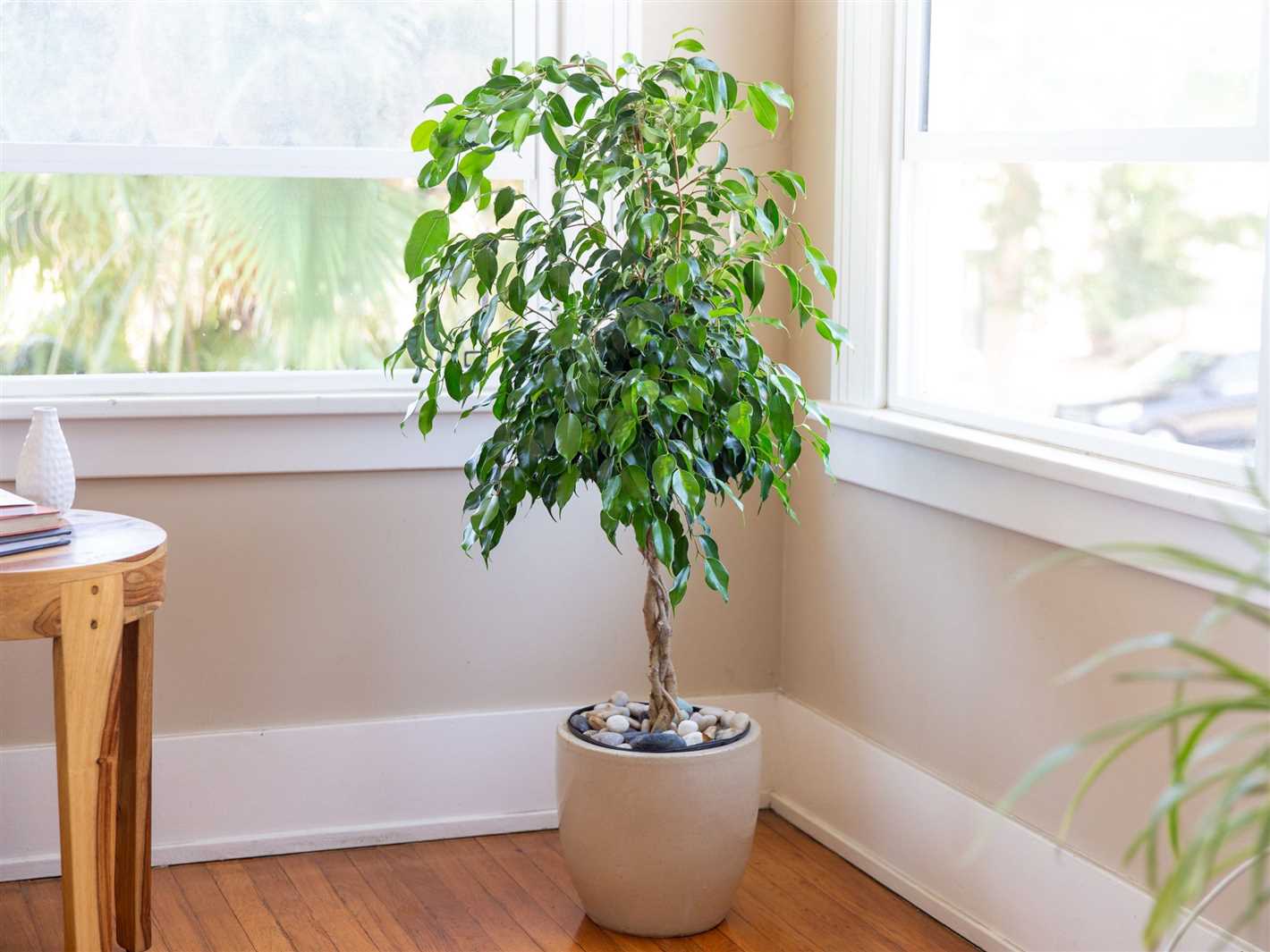 Understanding Ficus Benjamina