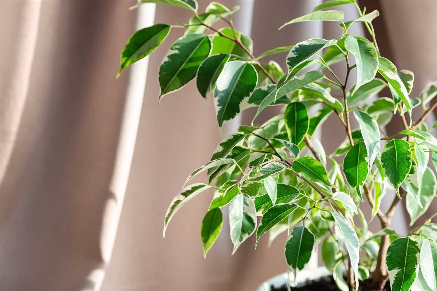 Why Does Ficus Benjamina Drop Leaves? Exploring the Causes (Part 1)