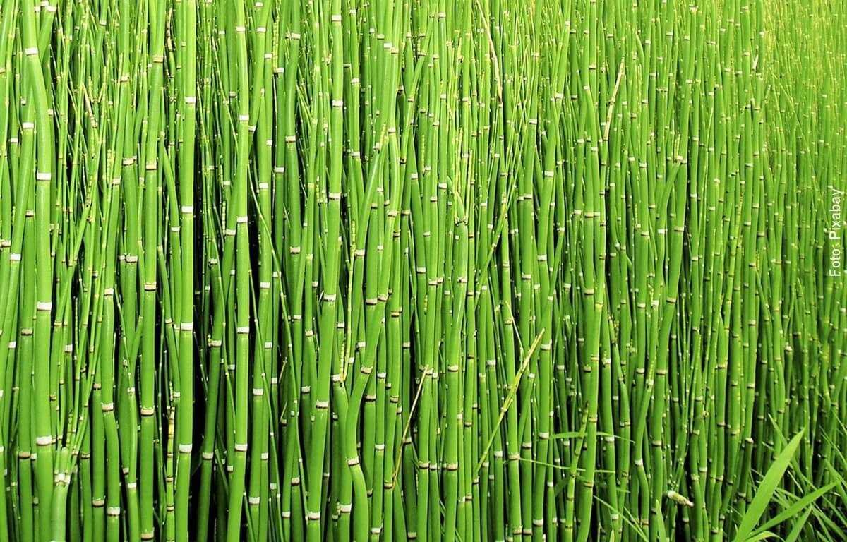 Why Cultivate Field Horsetail?