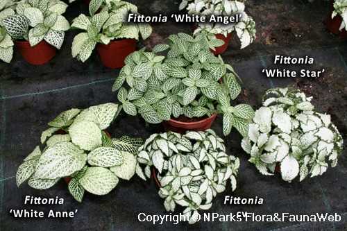 Different Species of Fittonia: A Brief Overview