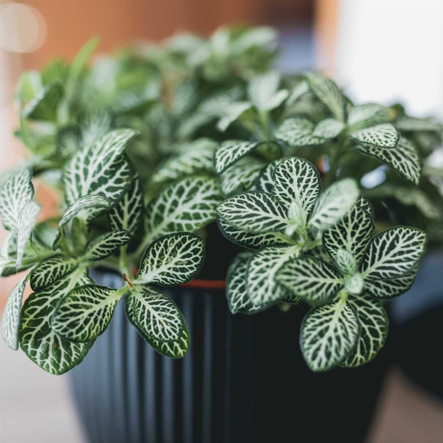 Fertilizing Fittonia: Dos and Don'ts