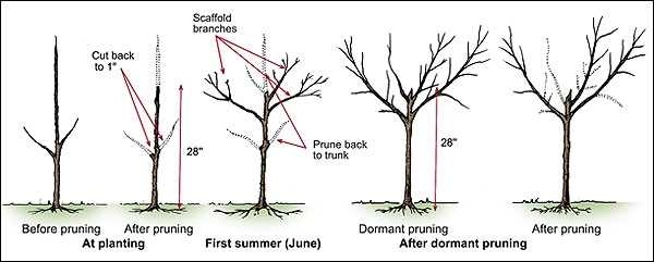 5. Dormant Pruning: