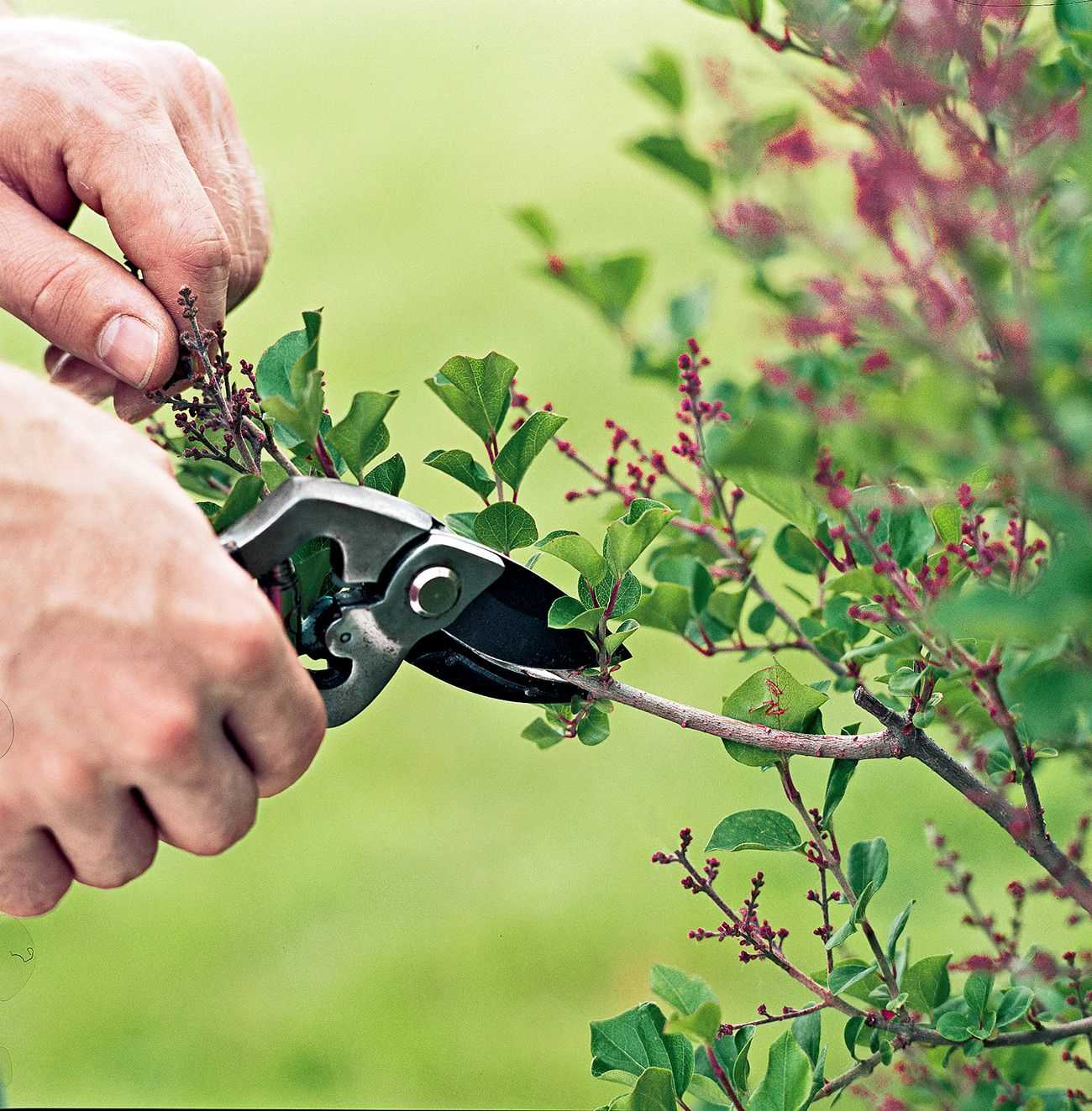 five simple summer pruning techniques c0nsqljy