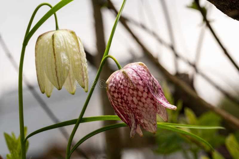 Overview of the Flower Grouse