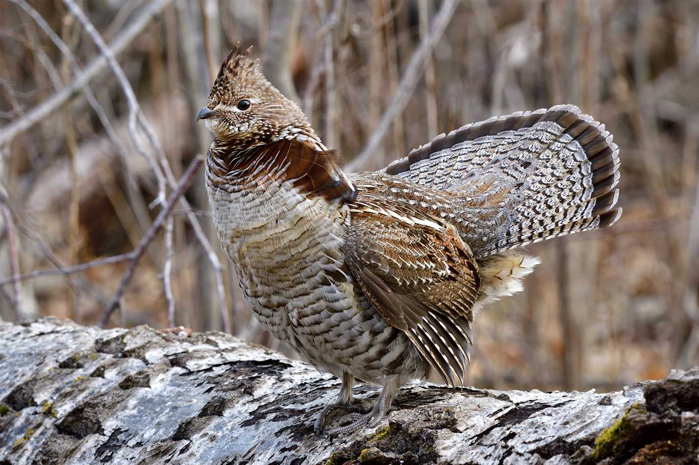 Habitat and Distribution of the Flower Grouse