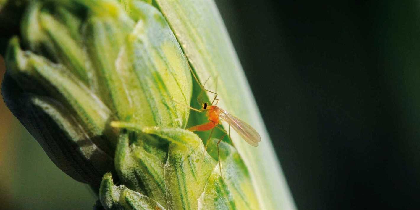 Effective Methods for Getting Rid of Flower Midge