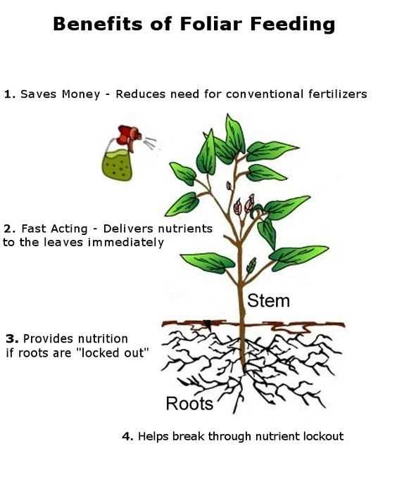 1. Nutrient Content