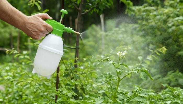 When to Use Foliar Feeding