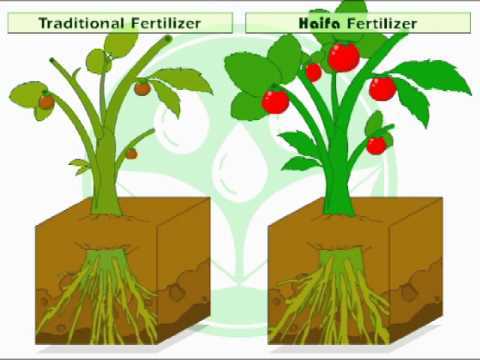 Considerations for Choosing the Right Fertilizer