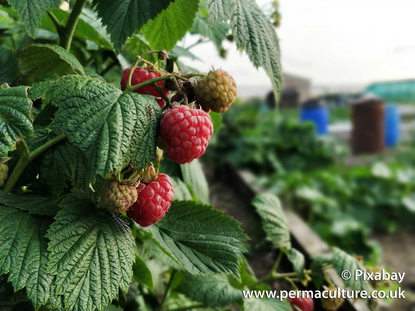 A Natural Way to Preserve Unripe Autumn Raspberries