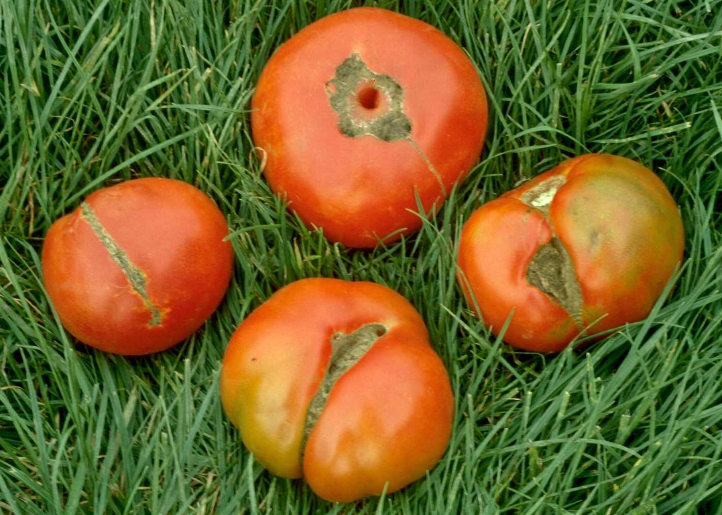 The impact of phytophthora on tomato plants