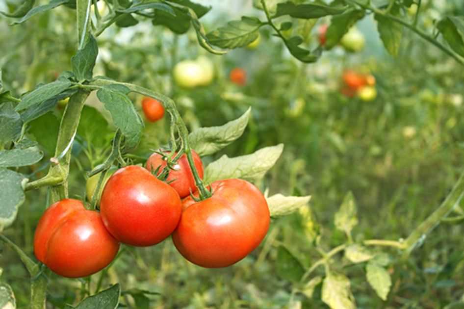 Rule #2: Providing adequate water drainage for tomato plants