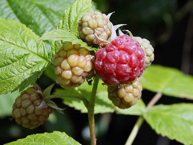 What are remontant raspberries?
