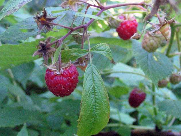 Why is pruning important for remontant raspberries?