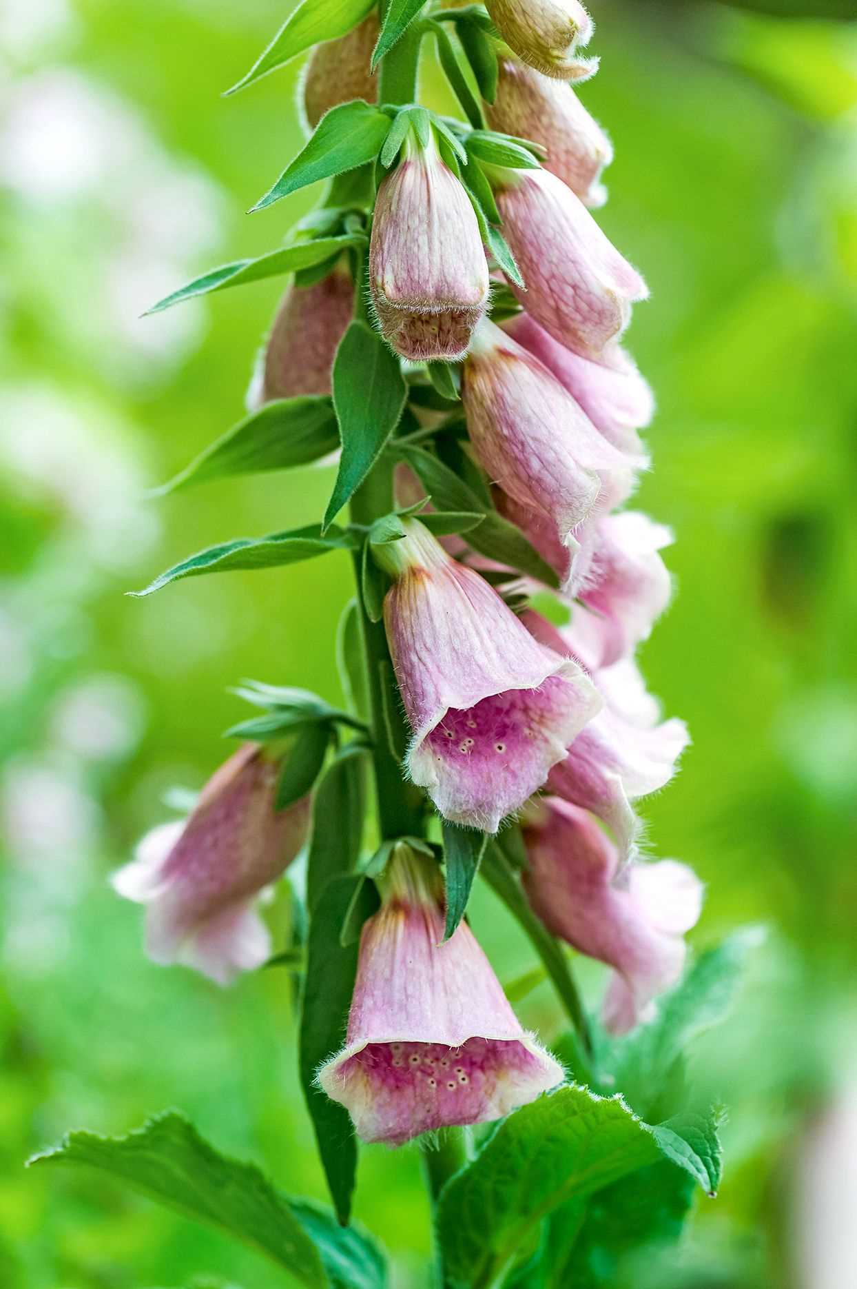 3. Digitalis grandiflora