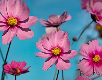 Harvesting Cosmea