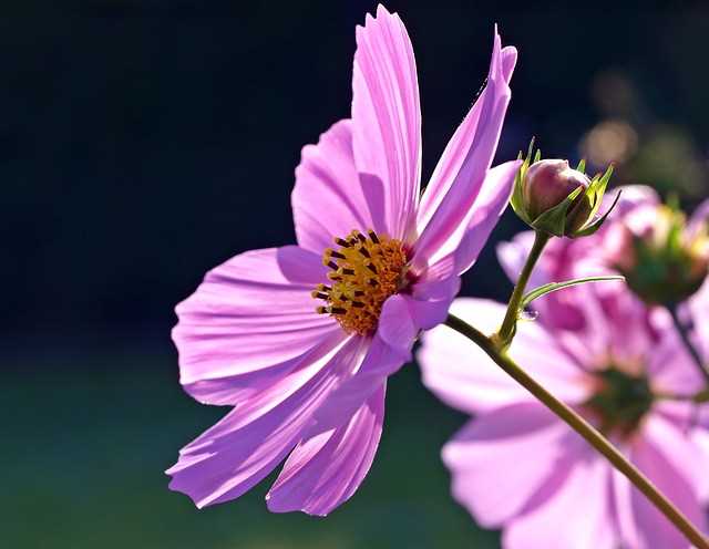 Use Cosmea as a Border or Filler for a Prettier Landscape