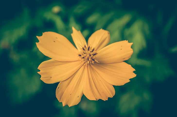 Planting Cosmea Seeds