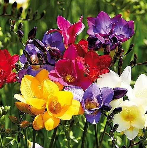 Best Soil and Location for Freesia