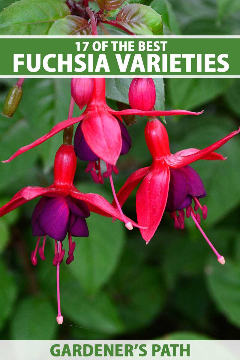 Fuchsia: A Comprehensive Care Guide