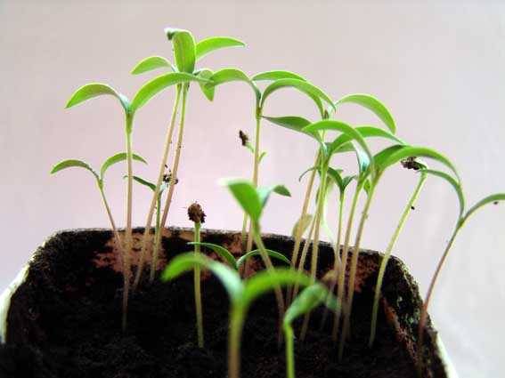 How to use Fufanon Plant Preparation?