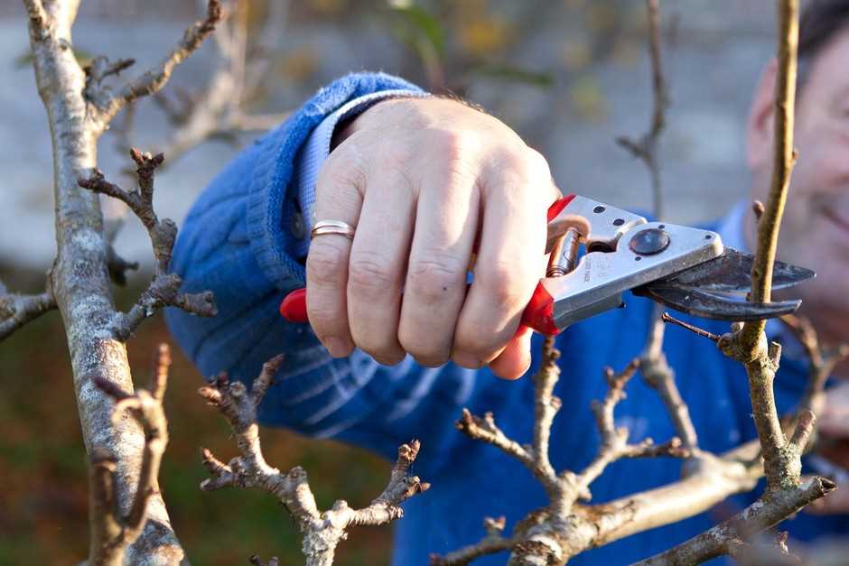 Common Mistakes to Avoid When Pruning