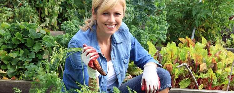 Transplant Seedlings at the Right Time