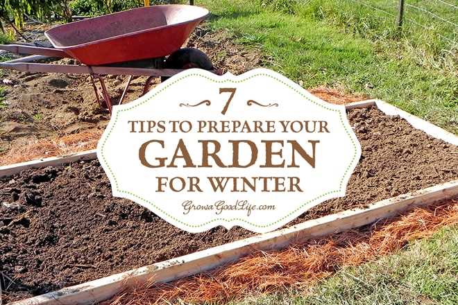 Gardening in December: the last preparations for winter - what should be done?