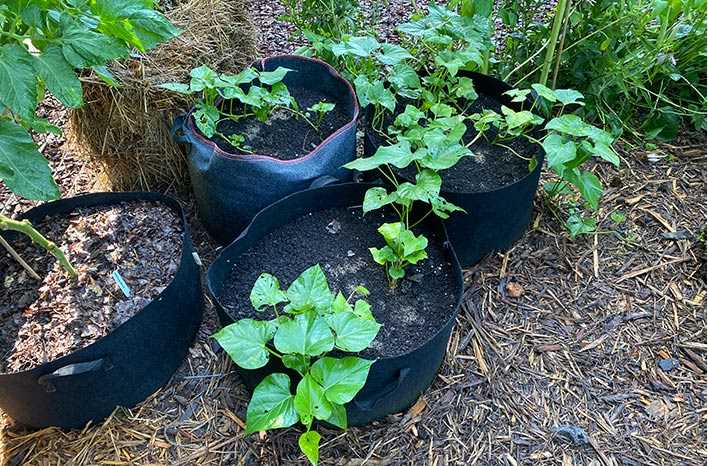 Ensure Proper Watering for Your Plants