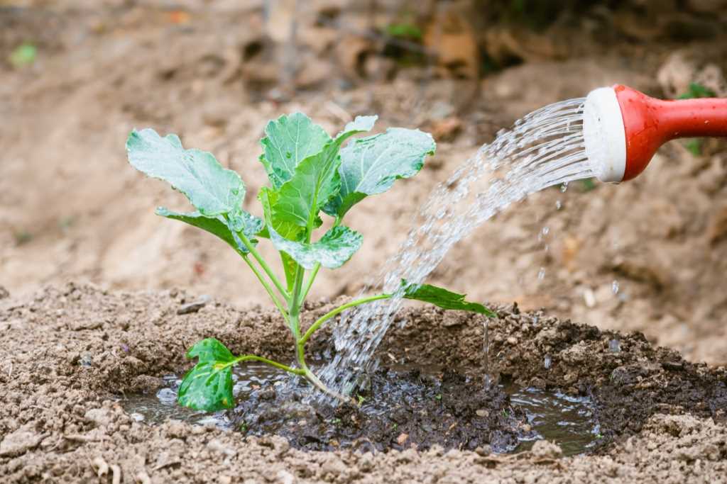 Manage Weeds to Maintain a Clean Garden