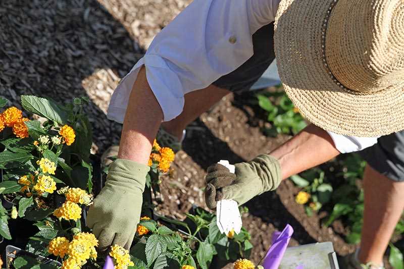 Planting Cool-Weather Vegetables